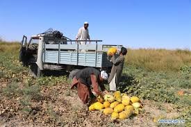 Agriculture Economics in Afghanistan